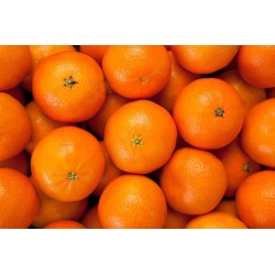 CLEMENTINES PETIT CALIBRE