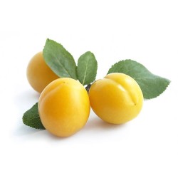 PRUNES MIRTABELLES