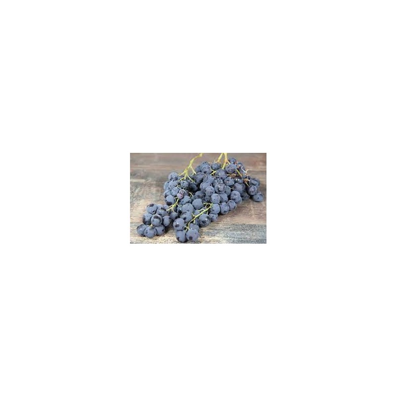 RAISIN MUSCAT FRANCE