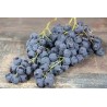RAISIN MUSCAT FRANCE