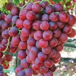 RAISIN ROSE SANS PEPINS
