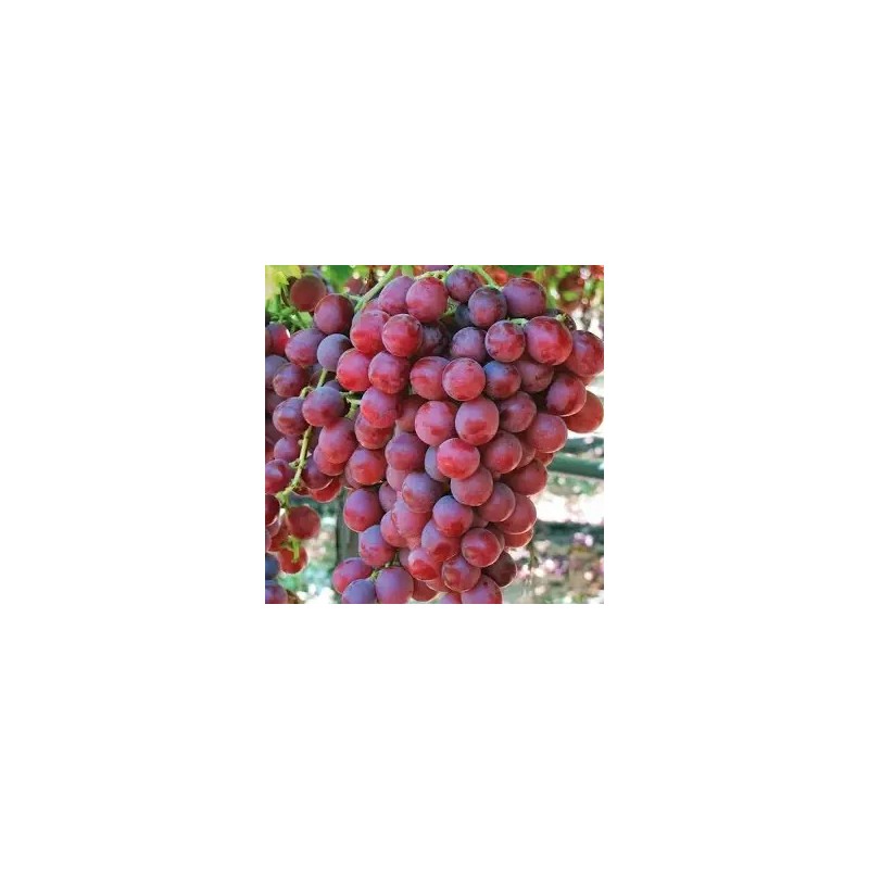 RAISIN ROSE SANS PEPINS