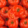 TOMATES A FARCIR