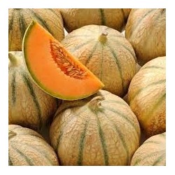 MELONS FRANCE