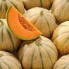 MELONS FRANCE
