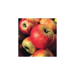 POMMES REINE DES REINETTE