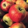 POMMES REINE DES REINETTE