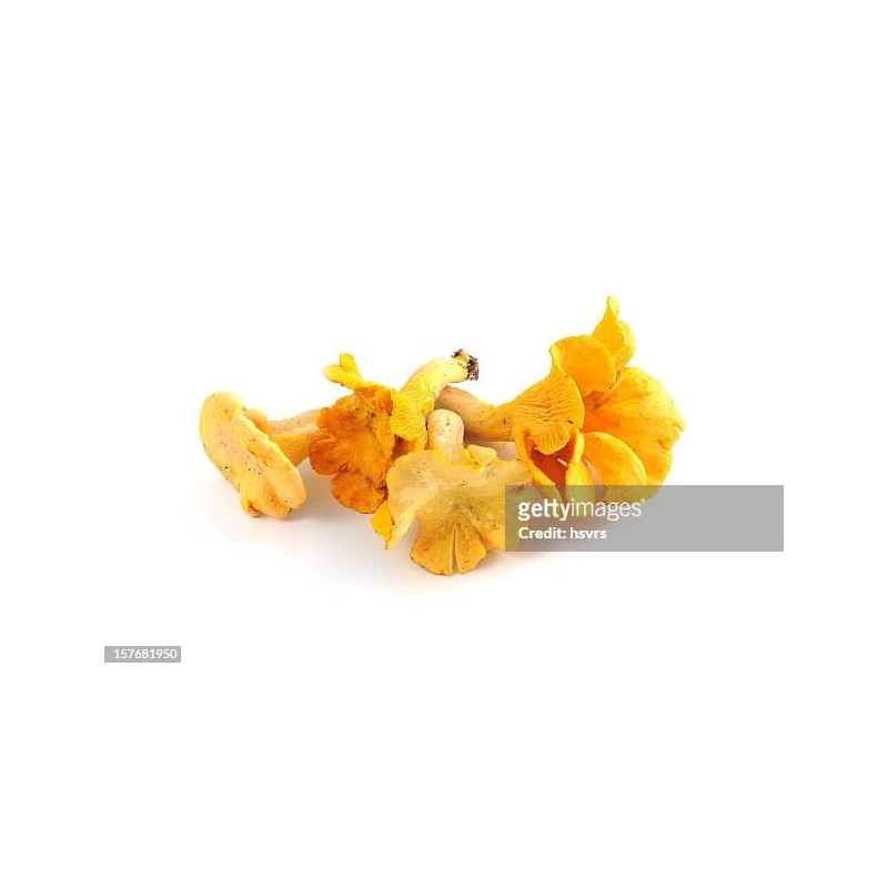 GIROLLES