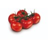 TOMATE GRAPPES