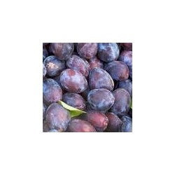 PRUNES STANLEY