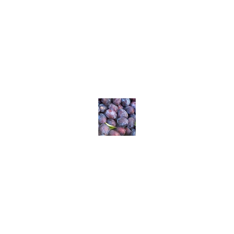 PRUNES STANLEY