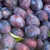 PRUNES STANLEY